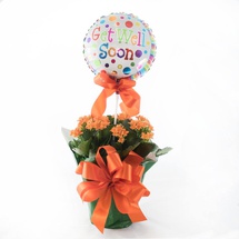 Kalanchoe Plant with Balloon