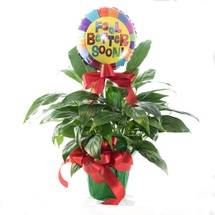 Fresh Green Plant with Balloon
