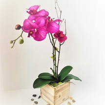 Silk Orchid